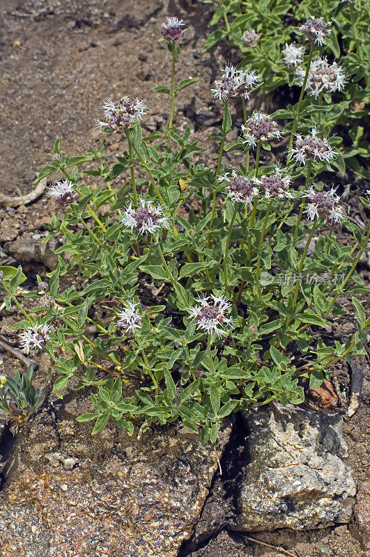 Coyote Mint、Monardella odoratissima pallida、Bumpass Hell Trail、加州拉森国家公园;喀斯喀特山脉。唇形科